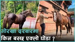 गोरखा दरबारको एक्लो घोडा कस्को हो ?