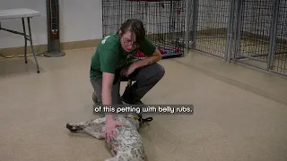 Pet Tips | Consent Tests