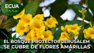 Ecuaterra? El bosque protector Jerusalem se cubre de flores amarillas | Ecuavisa
