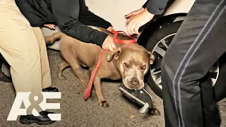 Live PD: Greatest Shifts — A Dog Walks Into a Bar and Steals the Show | A&E