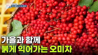 [미식 투어] 가을과 함께 붉게 익어가는 오미자 [생방송 굿모닝 대한민국] | KBS 260930 방송