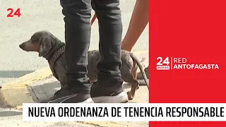 New responsible pet ownership ordinance in Antofagasta! | 24 Horas - Red Antofagasta