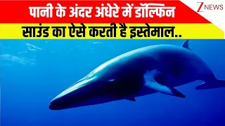 Dolphin News: डॉल्फिन भी पानी के अंदर अंधेरे में साउंड का जबरदस्त इस्तेमाल करती है | Breaking news