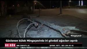 Güclənən külək Mingəçevirdə iri gövdəli ağacları aşırıb