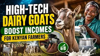 AI breeding helps Kenyan dairy goat farmers thrive