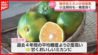 First Shipment of Extra-Early Mandarin Oranges: Sugar Content 2 Degrees Higher Than 4-Year Averag...