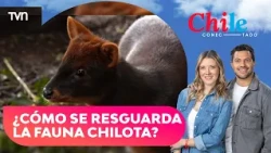 Chilco, the blind pudu, and the impressive work to protect Chiloé's wildlife