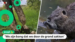 Zara has beavers in her yard: 'I thought they were cute, but not anymore'