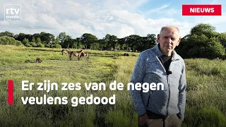 Ponies must stay in special night shelter for protection against wolves | RTV Drenthe