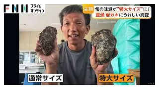 岩ガキ豊漁！旬の味覚に“嬉しい異変”…手のひら超え“特大サイズ”も続々（2026年07月23日）