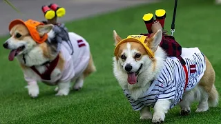 Vilnius, gara pazza per i corgi: corrono, abbaiano e sfilano in costume