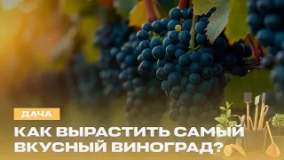 How to Prepare Grapes for Harvest? | Pruning Shears, Potassium, and Wasp Traps | Summer Home