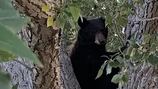 Utah reports double the number of black bear issues in 2026 compared to last year