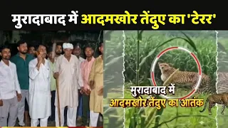 Moradabad Leopard Terror: मुरादाबाद में आदमखोर तेंदुए का 'टेरर'