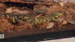 Sunrise Safari: Native salamanders and tarantulas