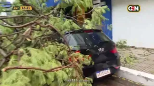 Árbol caído dejó vehículos atrapados