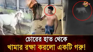 চো/রের সমস্ত পরিকল্পনা ভেস্তে দিলো গরু! মনিবের প্রতি ভালোবাসা দেখে অবাক নেটদুনিয়া | Bangla TV