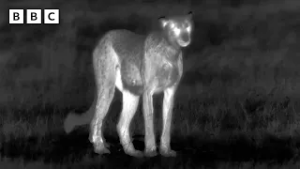 Cheetah mum vs leopard | Big Cats 24/7  – BBC