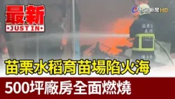 Rice Seedling Nursery in Miaoli Engulfed in Flames, 500-Ping Facility Fully Ablaze 【Latest News】