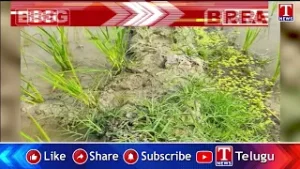 యాదాద్రి భువనగిరి : ఈ మండలాల మధ్య సంచరించిన పెద్దపులి | T News