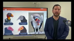 Vultures play an important ecological role in nature