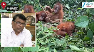 ବିରଳ ଓରାଙ୍ଗଓଟାଙ୍ଗ ଉଦ୍ଧାର ପରେ ମନ୍ତ୍ରୀ ଗଣେଶ ରାମସିଂ ଖୁଣ୍ଟିଆ କହିଲେ...