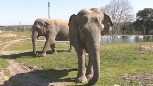 Cuando los animales se hacen mayores: así viven su jubilación los 'abuelos' de Safari Madrid