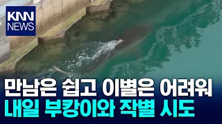 Nation's Favorite Shark Bukang-i, Saying Goodbye Tomorrow / KNN