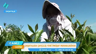 Zaqatalada çayçılıq yeni inkişaf mərhələsində | Canlı Yayım