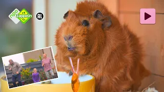 OLGA'S BUURTLOOP | Olga da Polga | NPO Zappelin