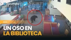Sorprendente: Un oso se cuela de madrugada en una biblioteca de California