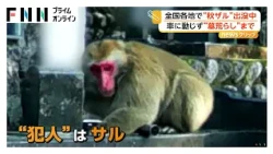 全国各地で「秋ザル」出没　墓荒らしまで「損害賠償するわけにもいかんし困った」　農作物の被害も（2026年10月12日）