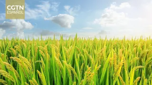 Capacitación, tecnología y mayor producción son el resultado del proyecto FAO-China-CELAC en Chile