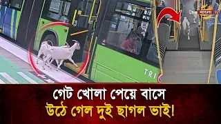 Out for a snack, ended up at the bus stop! Two goat brothers hop on the bus with everyone else | ...
