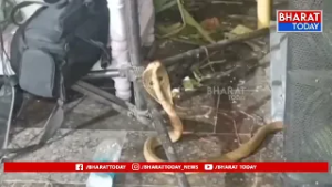 నిర్మల్ జిల్లా గొడిసిర్యాల్ రాజరాజేశ్వరస్వామి ఆలయంలో శివపార్వతుల కళ్యాణం లో ప్రత్యక్షమైన నాగుపాము