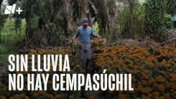 Rains affect cempasúchil crops in Xochimilco
