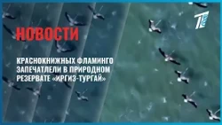 Red-listed flamingos spotted in the Irgiz-Turgay Nature Reserve