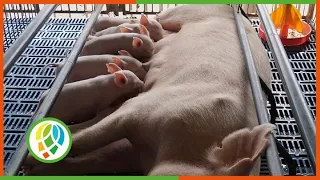 Unidad porcina consolareña a la vanguardia