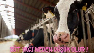 Süt Yağı Neden Düşük Olur !