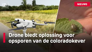 Detecting small mustard beetles? AI-powered drone seems to be the solution