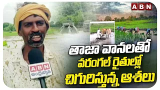 ABN FOCUS : తాజా వానలతో వరంగల్ రైతుల్లో చిగురిస్తున్న ఆశలు | ABN Story On Warangal Farmers | ABN