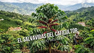 The Coffee Grower’s Lifeline: The National Coffee Fund - TvAgro by Juan Gonzalo Angel