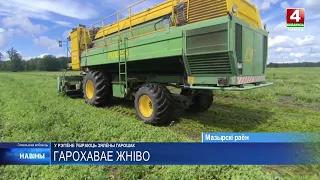 Сезон уборки зелёного горошка стартовал на Гомельщине