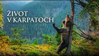 Krása slovenských Karpát – vychutnajte si prírodu, ako ju nepoznáte | Život v Karpatoch 🐻