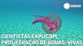 Scientists explain the proliferation of purple jellyfish in the Mediterranean