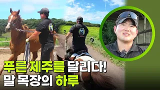 푸른 제주를 달리다! 말 목장의 하루 [생활의 발견] | KBS 260908 방송
