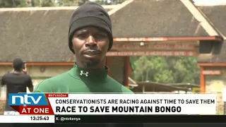 Conservationists race against time to save mountain bongos from extinction