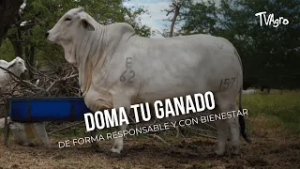 DOMA TU GANADO DE FORMA RESPONSABLE Y CON BIENESTAR ANIMAL - TvAgro por Juan Gonzalo Angel