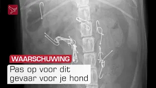 Dierenarts waarschuwt: 'Honden slikken vishaken in, het is zomaar gebeurd'