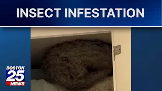 Beware! Mass. pest experts warn of spike in calls for insect that could wreak havoc on your home